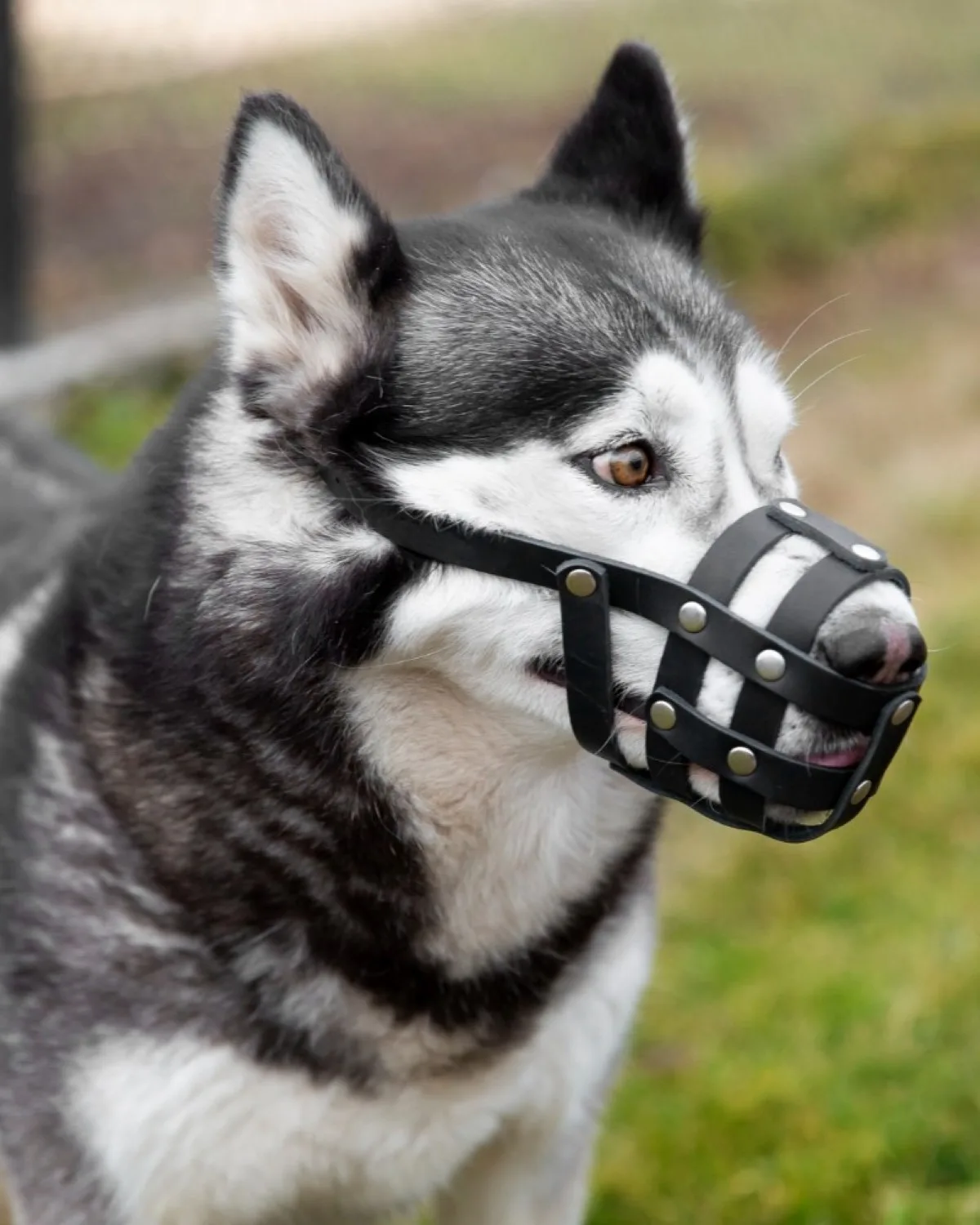 Dog Bite Cases Injury Law Firm in New York 2